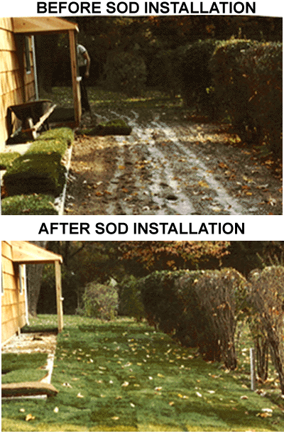 New Sod Lawn Commack, New York
